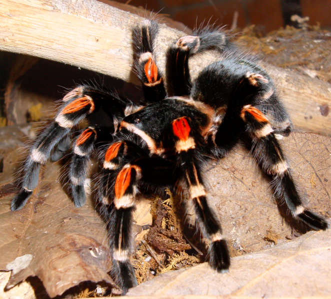 File:Brachypelma auratum kiel.png