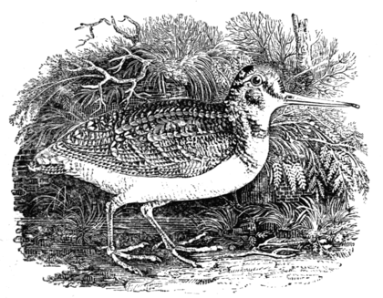 THE WOODCOCK (From 'The Water Birds')