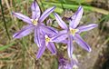 Brodiaea californica close-up flowers