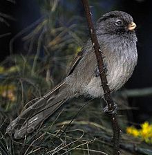 Brown Parrotbill.jpg