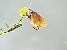 A butterfly from the genus Euploea, laying eggs underneath the leaf Butterfly laying eggs underneath a leaf.jpg