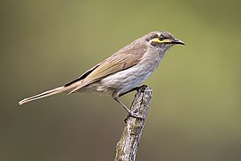 Caligavis chrysops - Lake Parramatta Reserve