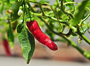 Chili (Capsicum spp.) (Capsicum pubescens, Capsicum baccatum, Capsicum frutescens, Capsicum chinense, Capsicum cardenasii u. a.) oder Jalapeño bzw. Spanischer Pfeffer auch Gorria (Piment d’Espelette) sowie „Pasilla de Oaxaca“ und Tepin sowie „Aji Charapita“ (gelbe Chili) (siehe auch Paprika)