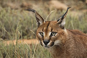 Caracal in Mountain Zebra Park, Eastern Cape, South Africa