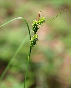 Carex pallescens