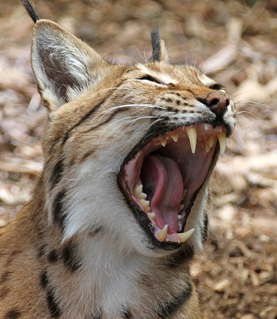 Carpathian Lynx yawning