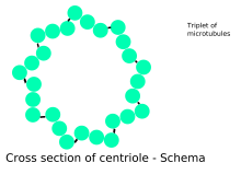 Cross-section of a centriole showing its microtubule triplets. Centriole-schema.SVG