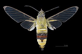 Dorsal male (from the collection of the MHNT)