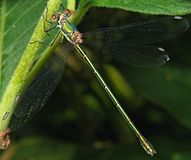 Chalcolestes viridis, Եվրոպա