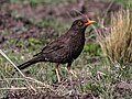 Miniatura para Turdus chiguanco