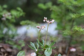 Chimaphila umbellata (Linné) Barton. — Chimaphile à ombelles.