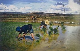 Reispflanzer in Kunming (1944/45)