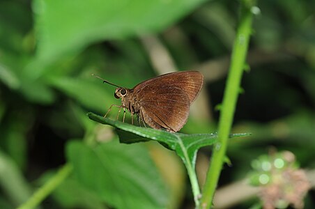 Ventral view