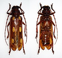 Coccoderus timbaraba