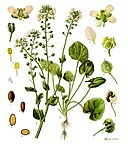 Cochlearia officinalis — Ложечница лекарственная