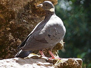 شابلون:Mld Columba albitorques (cat.)