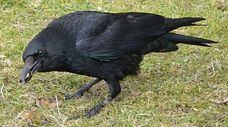 Corvo pequeno (Corvus corone)