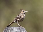 Miniatura para Coryphistera alaudina