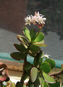 Olveida krasula (Crassula ovata)