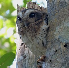 Cuban Screech-Owl. Otus lawrencii. Endemic - Flickr - gailhampshire (1).jpg