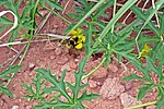 Miniatura para Cucurbitella asperata