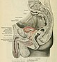 Lateral cross-section of male genitourinary system