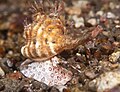 フジツガイ属の貝 (インドネシア アロール島)