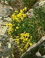 Cytisus procumbens