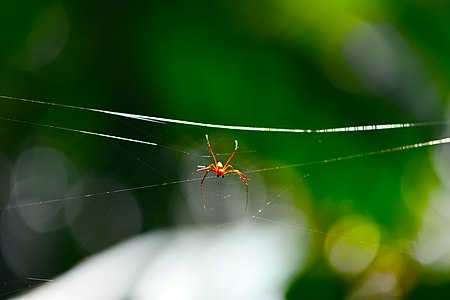 D85 4349 Spider from Phu Langka National Park, Thailand