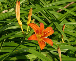 Day Lily in June
