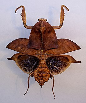 Deroplatys truncata