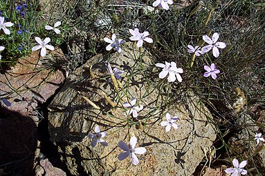 Dianthus charidemi.