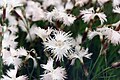 Dianthus spiculifolius.jpg