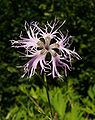 Prachtanjer (Dianthus superbus)