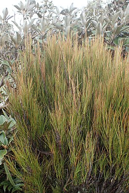 Dracophyllum filifolium