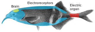 The elephantnose fish is a weakly electric fish which generates an electric field with its electric organ and then uses its electroreceptive organs to locate objects by the distortions they cause in its electric field. Electroreception system in Elephantfish.svg