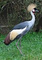 Burung jenjang mahkota abu-abu (Balearica regulorum), simbol Bendera Uganda