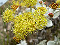 Eriogonum crocatum