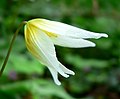 Erythronium helenae