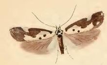 Ethmia quadrillella.JPG