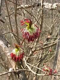 E. polyandra