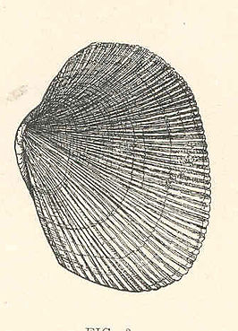 Leukoma staminea