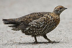 سیاه‌خروس کانادایی نام یک گونه از سرده سیاه‌خروسان فالسیپنیس است. (تصویر جنس ماده را نمایش می‌دهد)