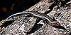 Five-lined skink (Plestiodon fasciatus) in situ, Liberty County, Texas