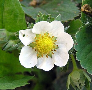 Flower of Garden Strawberry (Fragaria ×ananassa)