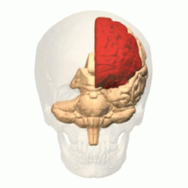 Лобная доля мозга (красным), при поражении которой возникает данный синдром.