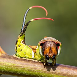 Hwbund Neu! mit Gabelschwanzraupe in Schreckstellung im Geo-Naturpark Bergstraße-Odenwald