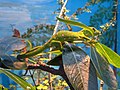 Northland Green Gecko, New Zealand