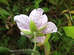 花柄に開出毛か下向きの毛が密生する。萼片は5個あり、縦に3-5脈があり、先端は芒状にとがり、外面の脈上に伏毛が生える。