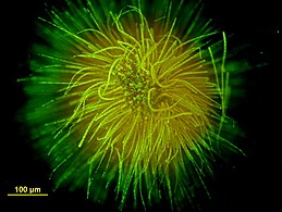 Ball-shaped colony of Gloeotrichia echinulata